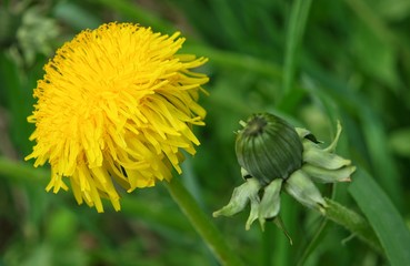 Big yellow dandelion in the thick grass, background