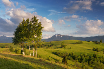 Birch trees at alpine meadow in Carpathians