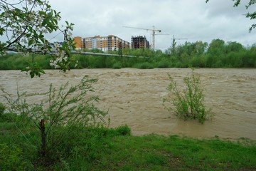 Fototapeta premium Mountain river at the time of the spring flood against the background of the forest on the riverside
