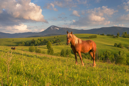 Horse at alpine meadow in Carpathians