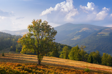 Lonely rowan tree at meadow in Carpathian Mountains
