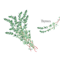 Thyme bunch and a single twig. Watercolor illustration on white - obrazy, fototapety, plakaty