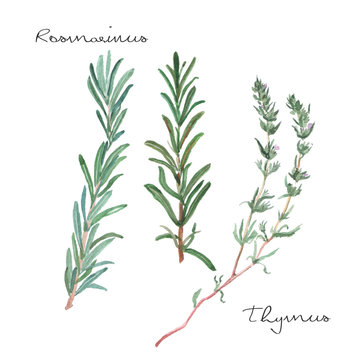 set of herbs and spices with rosemary and thyme watercolor green branches
