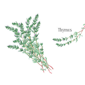 Thyme Bunch And A Single Twig. Watercolor Illustration On White