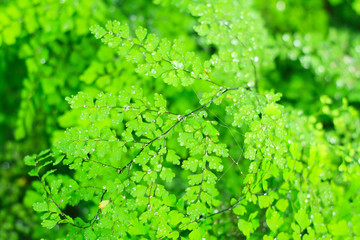 fern in rain forest background