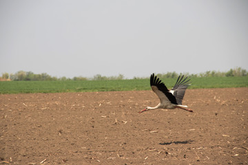 Flying Stork (bird) over the fields of Vojvodina (Serbia), near village Melenci