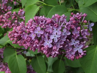 Obraz premium Purple flowers syringa vulgaris