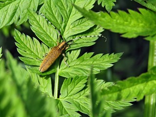 Golden beetle with long whiskers on green leaves of grass