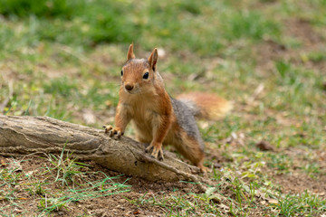 Naklejka na ściany i meble Squirrel in spring park forest. Spring squirrel portrait. Beautiful squirrel with fluffy tail