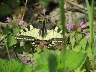 White and black butterfly in the grass