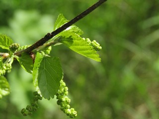 Twig with green leaves