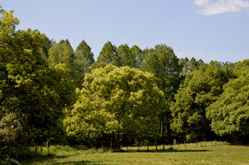 広場の背後に並ぶ木々の茂った若葉が陽射しに照らされている風景