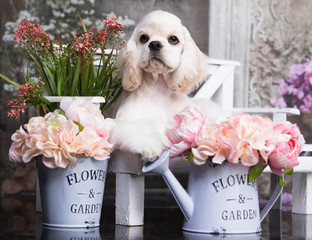 American Cocker Spaniel among the flowers on the bench in the garden