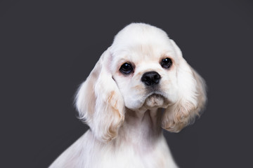American Cocker Spaniel puppy portrait