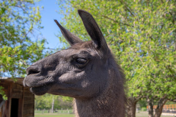 Funny lama portrait, dark brown hairy animal, funny face expression, outdoors and daylight, sunny day and farm animal