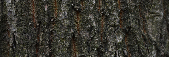 bark of a tree