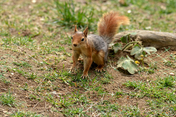 Naklejka na ściany i meble Squirrel in spring park forest. Spring squirrel portrait. Beautiful squirrel with fluffy tail