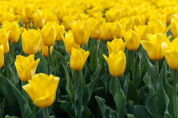 Obraz premium Beautiful yellow tulips field - close up