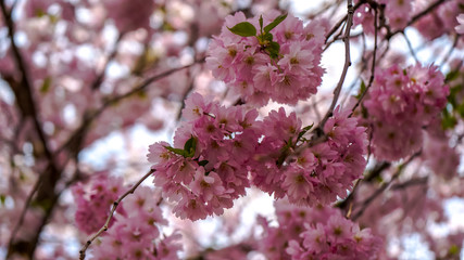 Spring in Sweden 