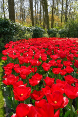 beautiful red tulips against a background of green bushes and trees