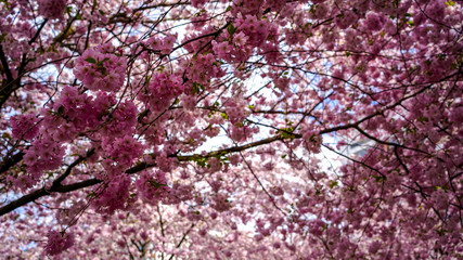 Obraz premium Spring in Sweden 