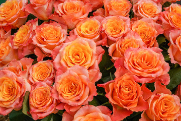 You can almost smell the intoxicating smell of these magnificent yellow-pink roses