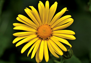 yellow flower