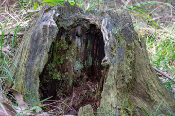 Rotting tree stump with moss and lichen growing on it.