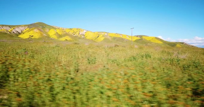 Beautiful Temblor Range Super Bloom Wildflowers