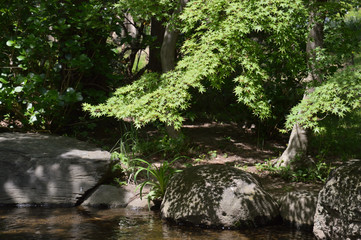 小川の上に張り出したカエデの若葉が陽射しに照らされている風景