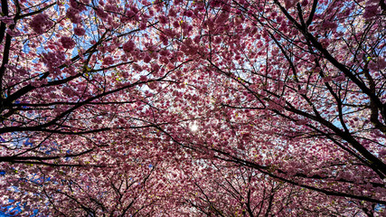 Spring in Sweden 