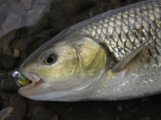 Chub fishing with lure on river