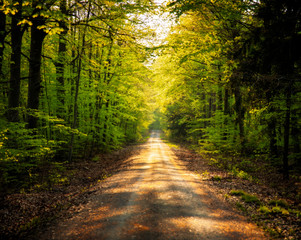 calm forest scene in south germany