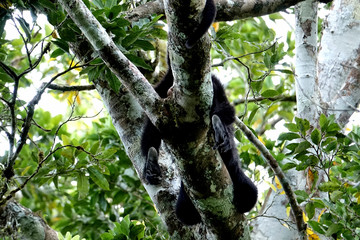 Guatemala archaeological site of Tikal
