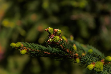 branch of a tree