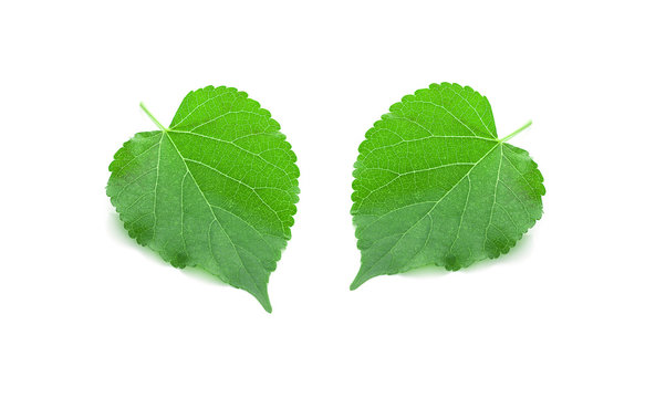 Green Mulberry leaf isolated on white background