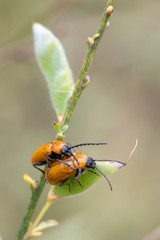 Two beetle copulating on the leaf.