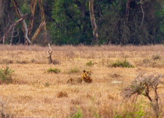 Obraz na płótnie Canvas Lion couple mating lion lioness, two 2 male female pair, panthera leo, Masai Mara National Reserve Kenya East Africa Open scrubland in front of woodland