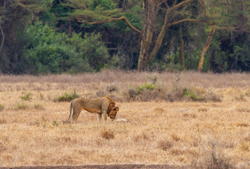 Lion and Lioness about to mate (Panthera leo), Maasai Mara National Reserve, Kenya, Africa. Side view of male standing over female