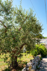 Typical olive tree of Alberobello, Italy. The picturesque village of trulli. Stone houses built in the typical circular shape with cone roofs.