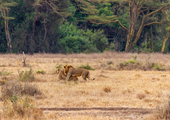 African lions, mating male and female pair, Panthera leo in Maasai Mara National Reserve, Kenya, Africa. Dry grassland with dark woods beyond. Copy space for text