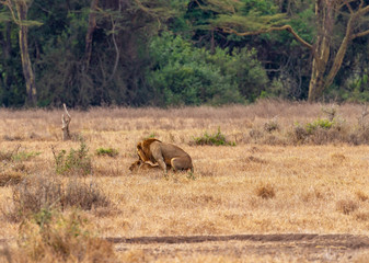 Lions mating, male and female pair, (Panthera leo), African big cats in Maasai Mara National Reserve, Kenya, East Africa. Dry savannah with dark trees beyond. Copy space for text
