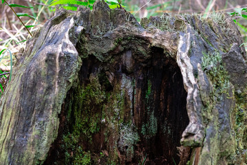 Rotting tree stump with moss and lichen growing on it.