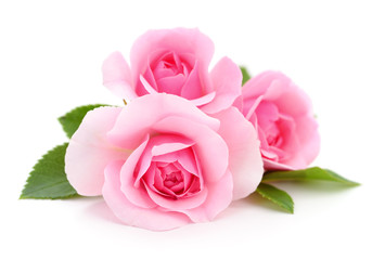 Beautiful pink roses. - 266899768