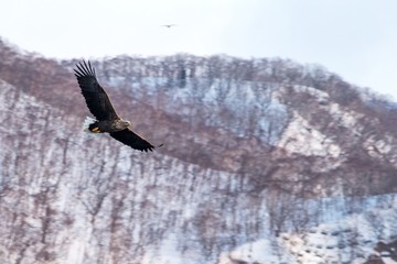 White-tailed eagle flying in front of winter mountains scenery in Hokkaido, Bird silhouette. Beautiful nature scenery in winter. Mountain covered by snow, glacier, birding in Asia, wallpaper,Japan
