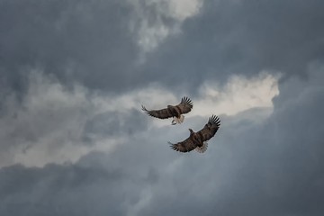 Two eagles fighting in flight, eagles flying against colorful sky with clouds in Hokkaido, Japan, silhouette of eagle at sunrise, majestic sea eagle, wildlife scene, wallpaper, birding adventure,Asia