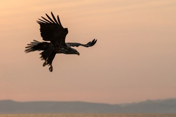 White-tailed eagle in flight, eagle flying against colorful sky with clouds in Hokkaido, Japan, silhouette of eagle at sunrise, majestic sea eagle, wildlife scene, wallpaper, bird isolated silhouette