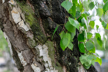 Spring birch leaves on the background of a trunk on a rainy day