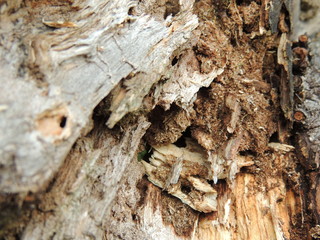 the structure of the old tree. forest of the old-timers.