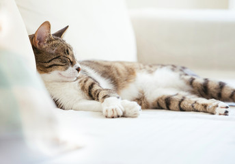 Lazy Cat sleeping on couch